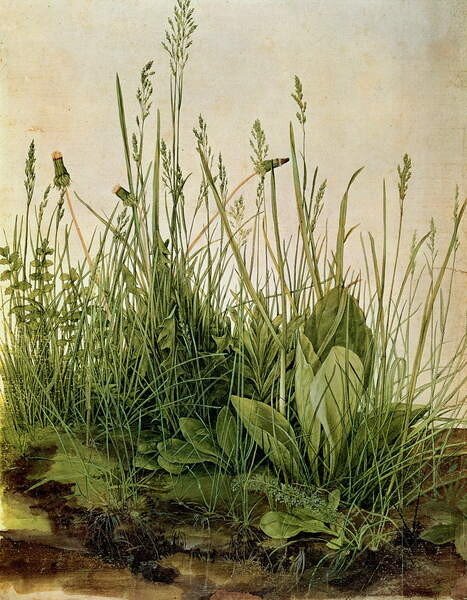 Albrecht Dürer Albrecht Dürer - Obrazová reprodukce The Great Piece of Turf, 1503, (30 x 40 cm)