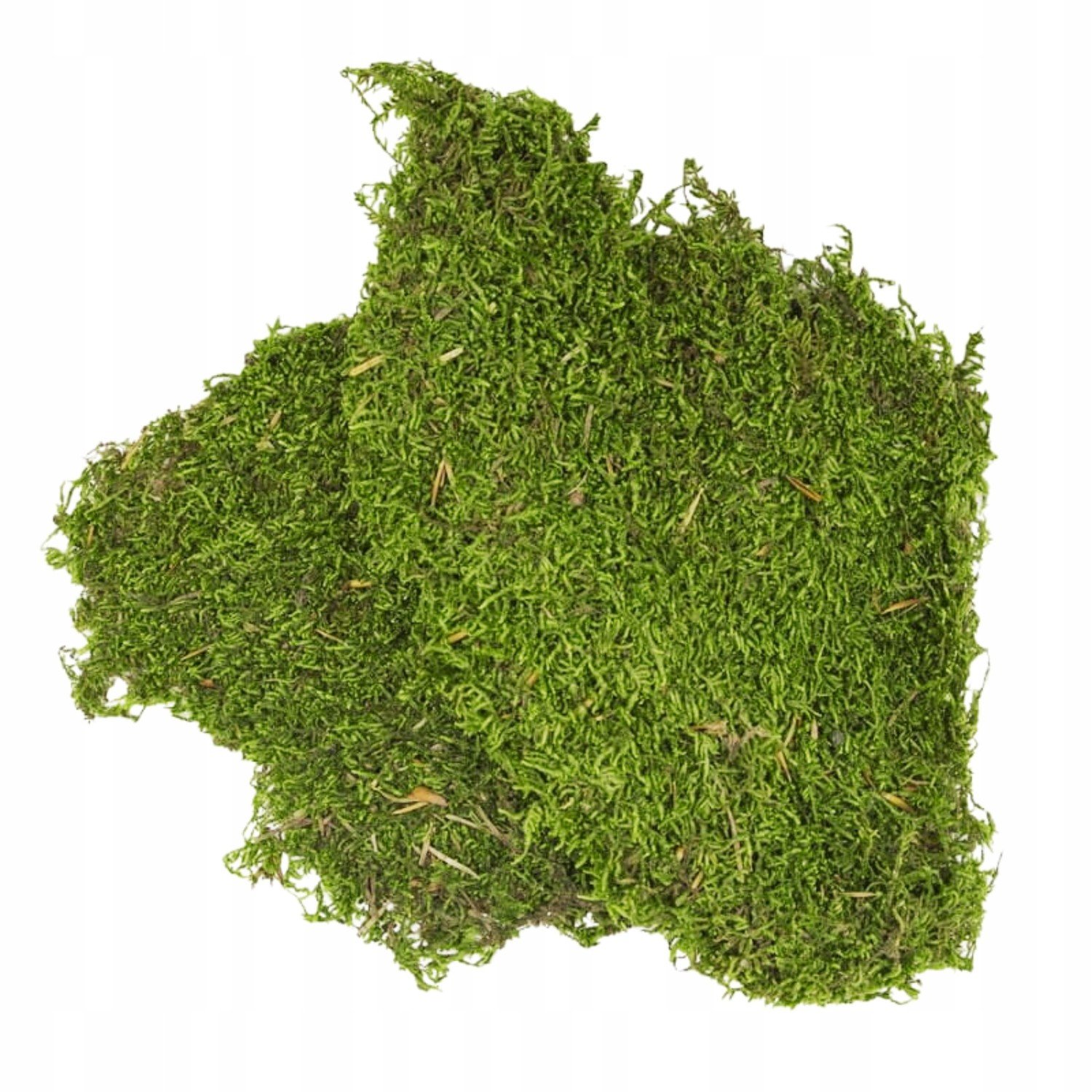 Mech sušený do terária laloku 500g Flat Moss Bio