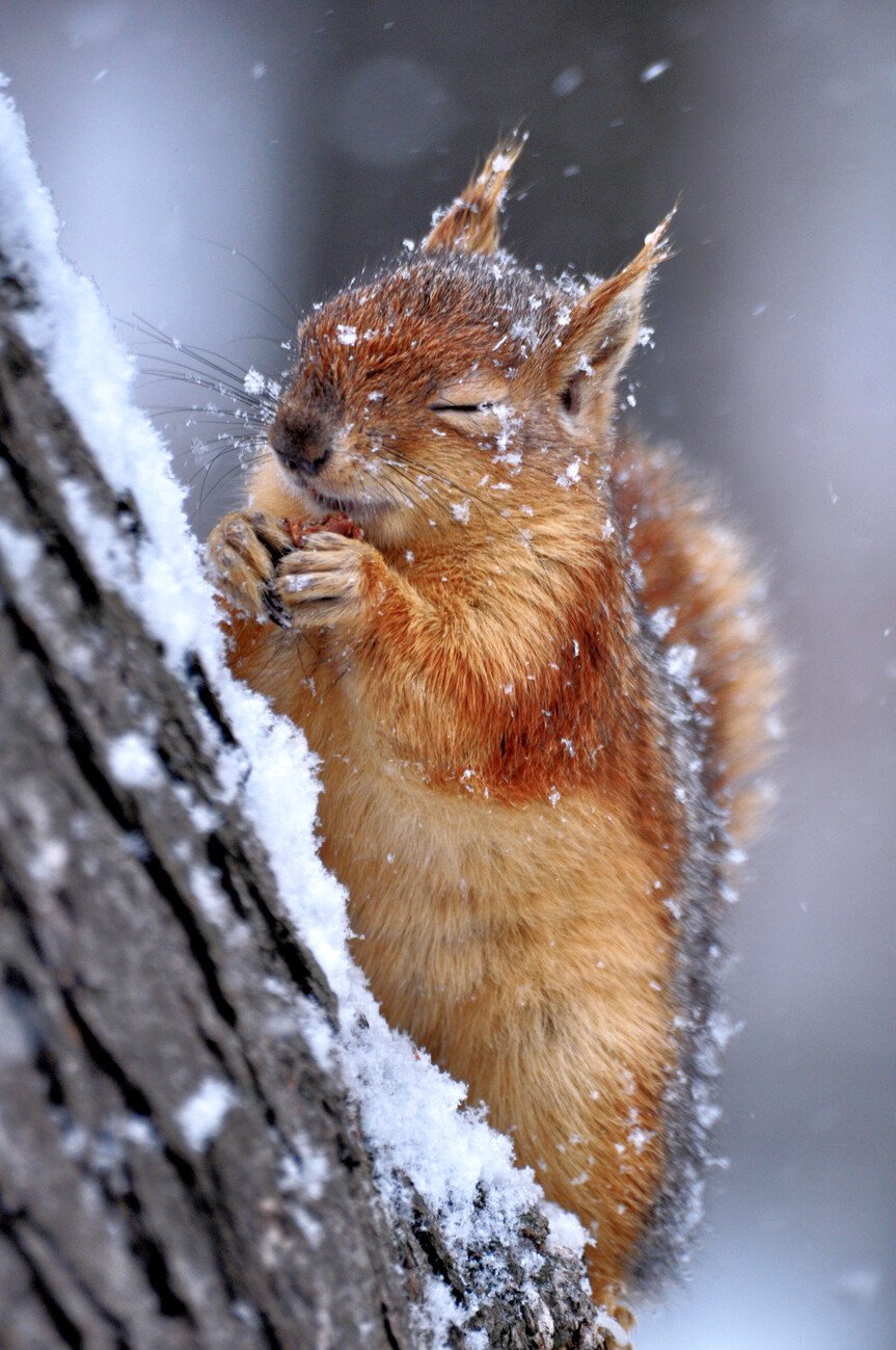 Ervin Kobakçi Umělecká fotografie Winter, Ervin Kobakçi, (26.7 x 40 cm)