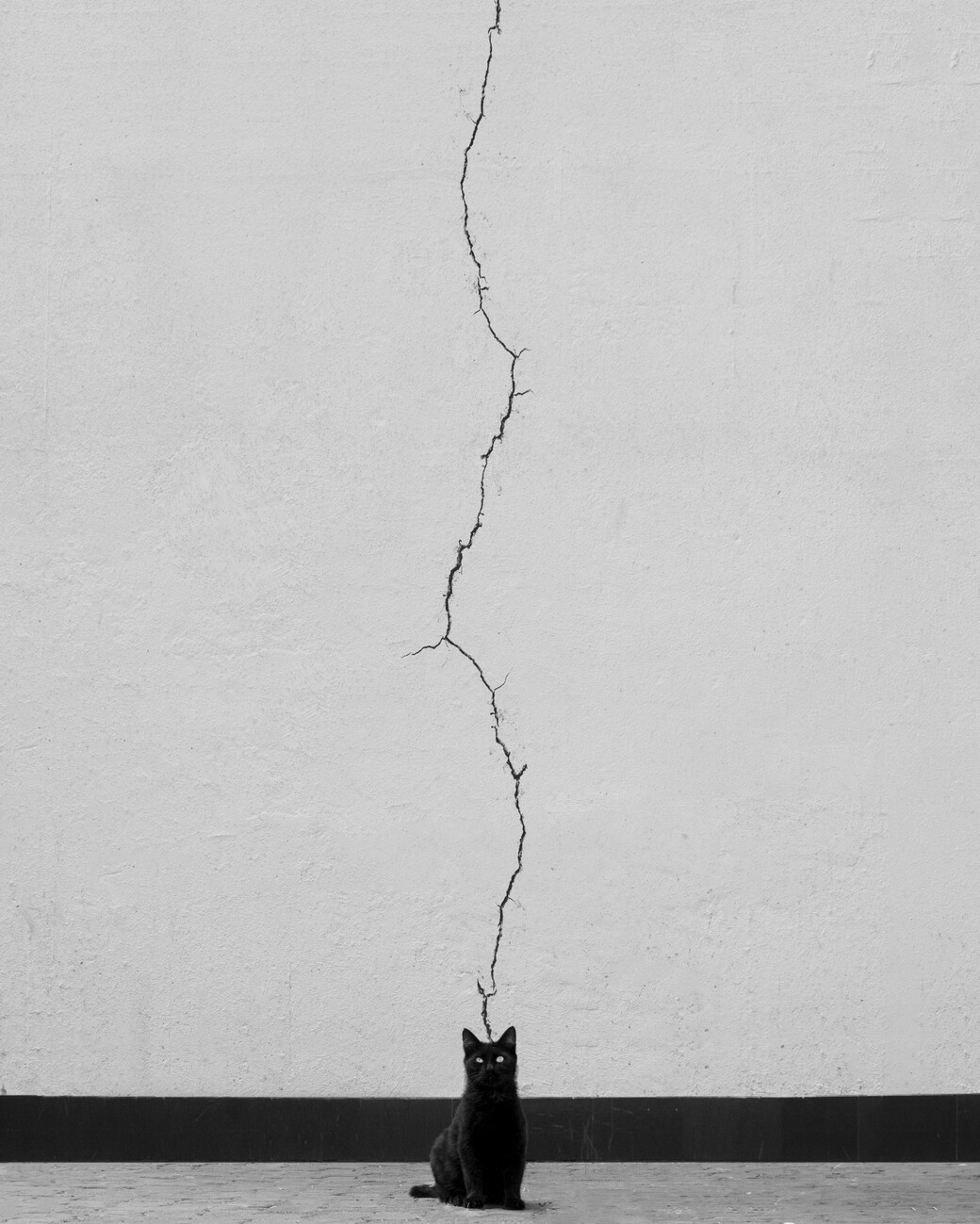 alizolghadri93 Umělecká fotografie Cat thoughts, alizolghadri93, (30 x 40 cm)