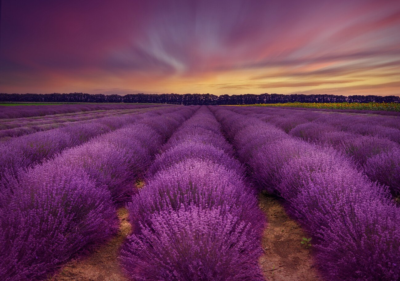 Nikki Georgieva V Umělecká fotografie Lavender field, Nikki Georgieva V, (40 x 26.7 cm)