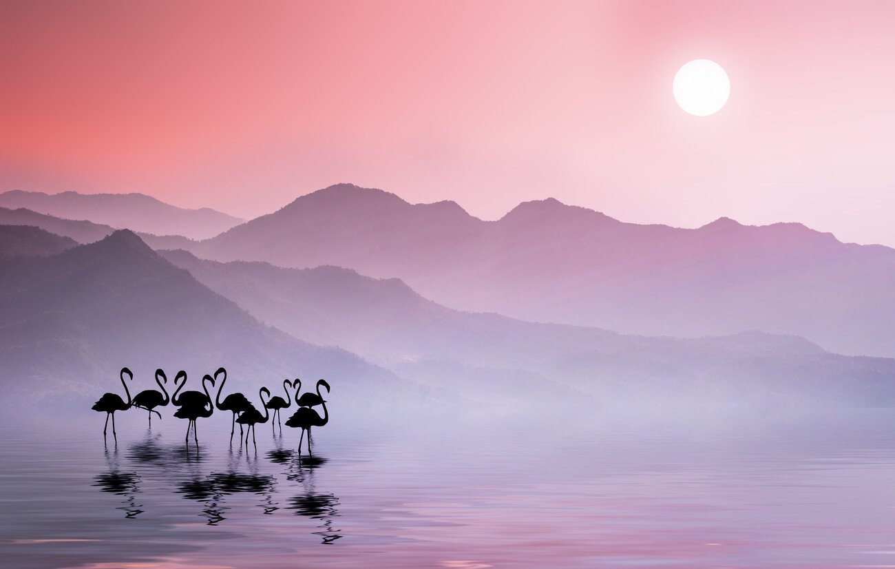 Bess Hamiti Umělecká fotografie Flamingos Sunset, Bess Hamiti, (40 x 24.6 cm)