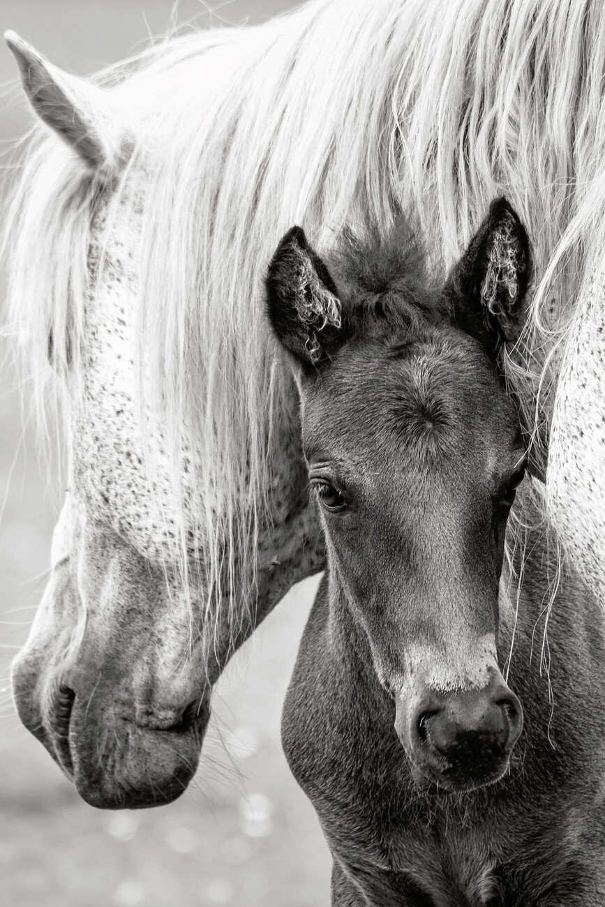 Jacky Parker Umělecká fotografie The Foal, Jacky Parker, (26.7 x 40 cm)