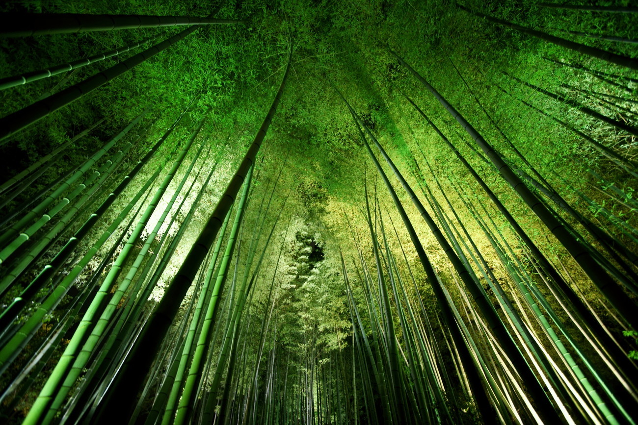 Takeshi	Marumoto Umělecká fotografie Bamboo night, Takeshi	Marumoto, (40 x 26.7 cm)