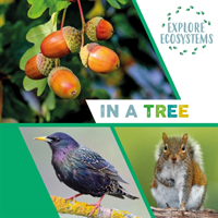 Explore Ecosystems: In a Tree (Ridley Sarah)(Paperback / softback)