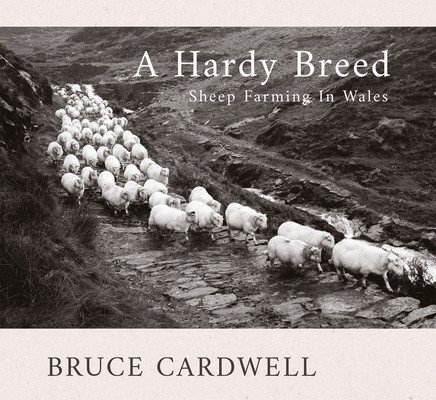 A Hardy Breed: Sheep Farming in Wales (Cardwell Bruce)(Paperback)
