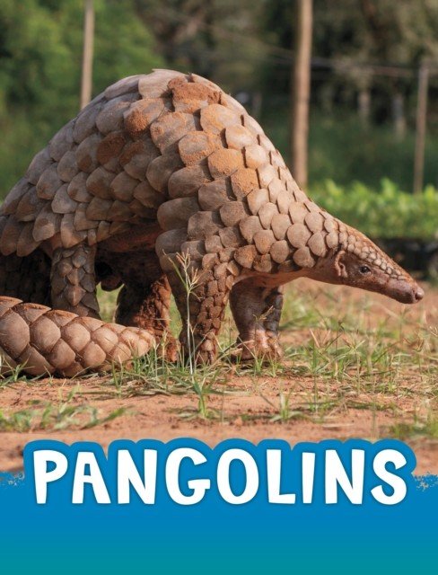 Pangolins (Jaycox Jaclyn)(Paperback / softback)