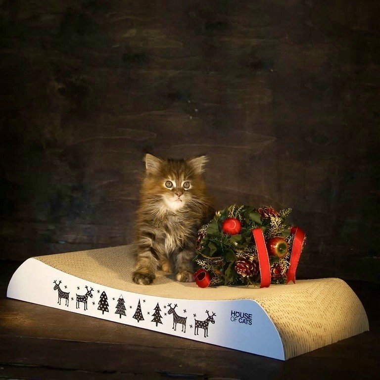 Škrabadlo karton Pelíšek od House of Cats vánoční stromek