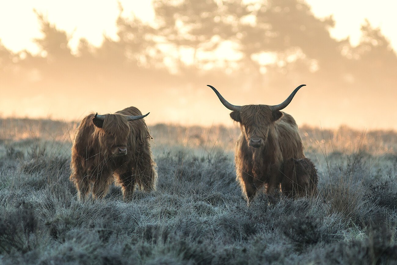 Jaap van den Umělecká fotografie Three Highlanders, Jaap van den, (40 x 26.7 cm)