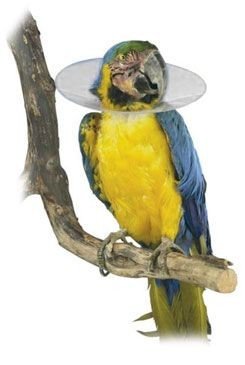 Límec Ochranný Plastový Bird Collar Pro Ptáky 10cm