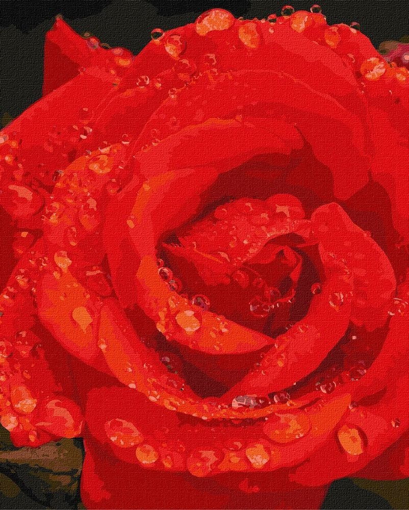 Ideyka Malování podle čísel obraz růže 40x50cm - 1 ks