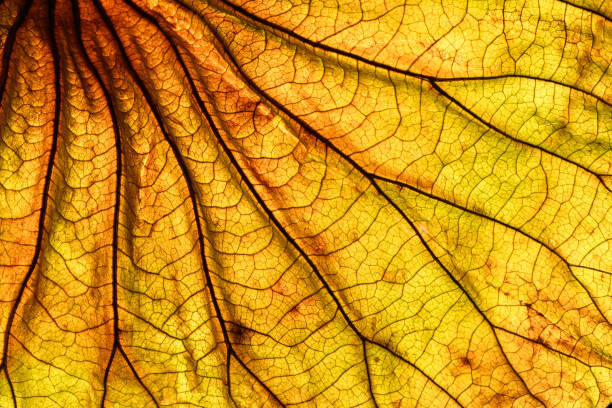 ilbusca Umělecká fotografie Abstract backlit leaf background, ilbusca, (40 x 26.7 cm)