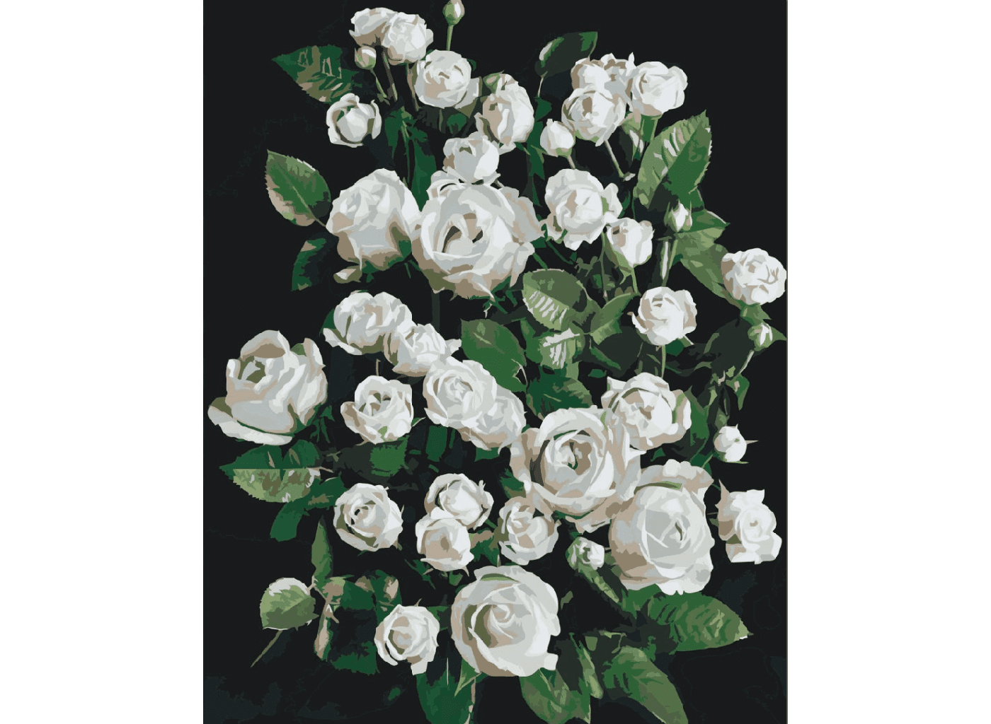 MALUJEŠ Malování podle čísel - MARIANNA LOKSHINA - BÍLÉ RŮŽE NA ČERNÉM POZADÍ Rozměr: 30x40 cm, Rámování: vypnuté plátno na rám