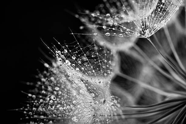 Jasmina007 Umělecká fotografie Dandelion seed with water drops, Jasmina007, (40 x 26.7 cm)
