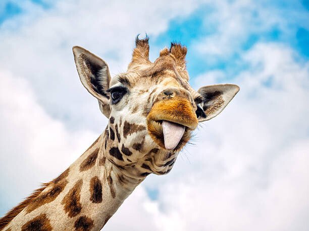Marc Rauw Umělecká fotografie Funny giraffe, Marc Rauw, (40 x 30 cm)