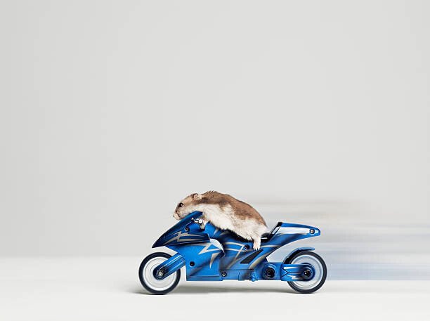 Roger Wright Umělecká fotografie Hamster sitting on toy motorcycle, side, Roger Wright, (40 x 30 cm)