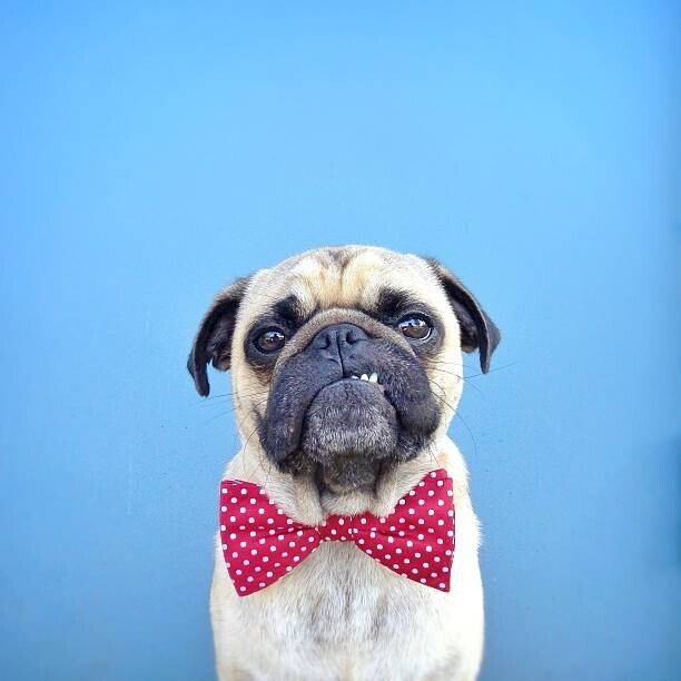 jermzlee Umělecká fotografie Portrait of a Pug dog wearing bow tie, jermzlee, (40 x 40 cm)