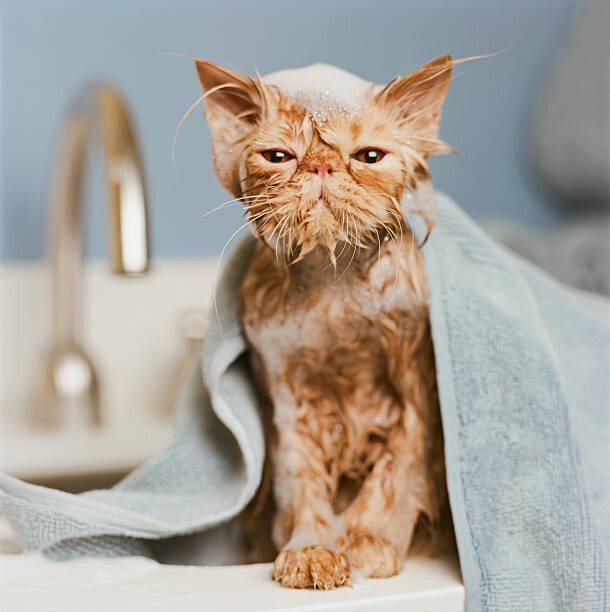 GK Hart/Vikki Hart Umělecká fotografie Orange Persian cat  under towel, GK Hart/Vikki Hart, (40 x 40 cm)