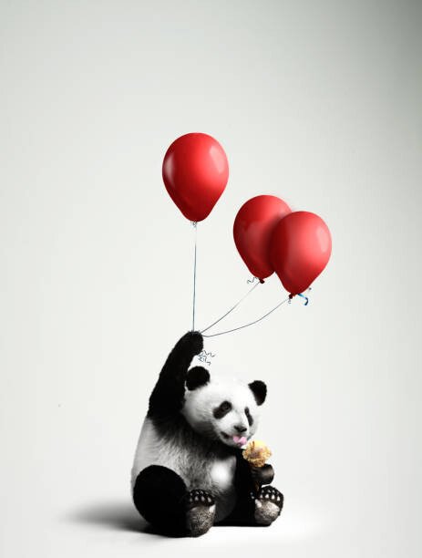 C.J. Burton Umělecká fotografie Panda holding balloons, licking ice cream, C.J. Burton, (30 x 40 cm)