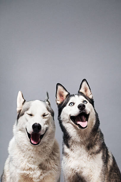 Ilka & Franz Umělecká fotografie Two Happy Husky Dogs, Ilka & Franz, (26.7 x 40 cm)