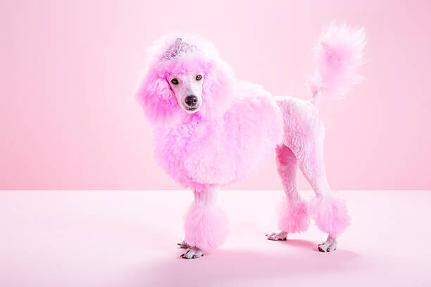 JW LTD Umělecká fotografie Miniature Pink poodle, pink poodle,studio, JW LTD, (40 x 26.7 cm)