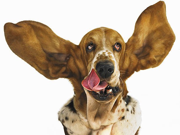 Gandee Vasan Umělecká fotografie Basset hound with ears flying, Gandee Vasan, (40 x 30 cm)