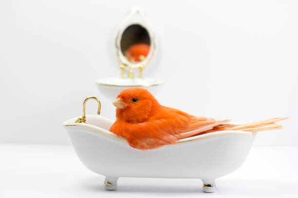 Fernando Trabanco Fotografía Umělecká fotografie Bird taking a bath in the bathtub, Fernando Trabanco Fotografía, (40 x 26.7 cm)