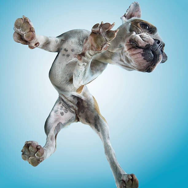 Gandee Vasan Umělecká fotografie French Bulldog Dancing, Gandee Vasan, (40 x 40 cm)