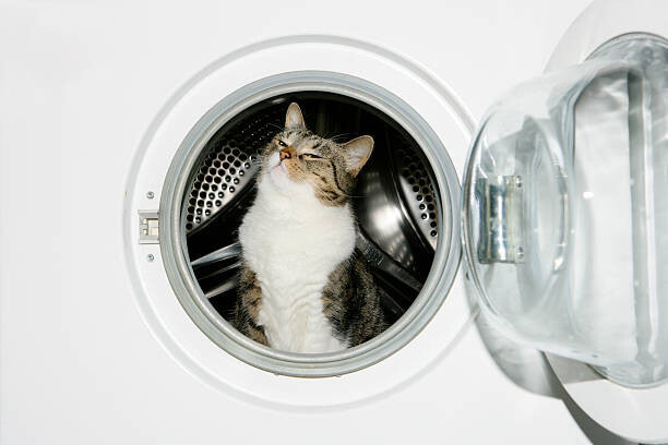 Image Source Umělecká fotografie Cat in a washing machine, Image Source, (40 x 26.7 cm)