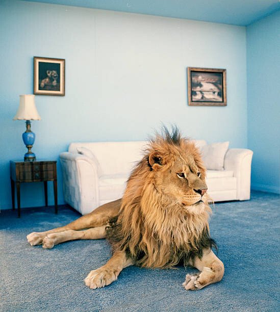 Matthias Clamer Umělecká fotografie Lion on living room rug, Matthias Clamer, (35 x 40 cm)