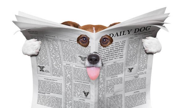 damedeeso Umělecká fotografie spy dog reading a newspaper, damedeeso, (40 x 22.5 cm)