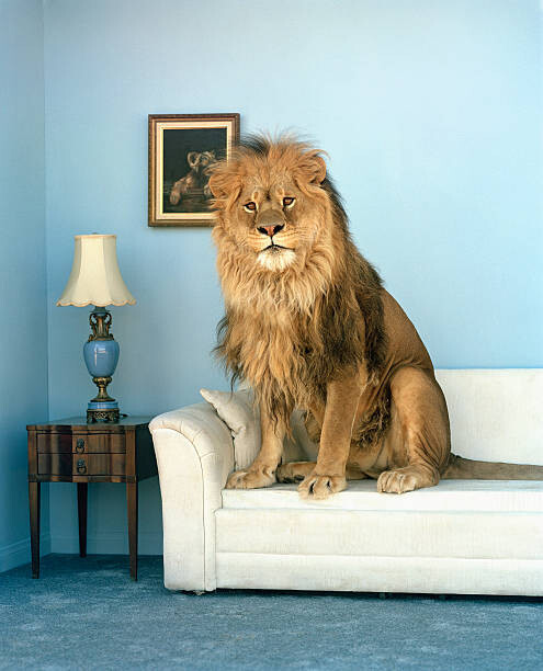 Matthias Clamer Umělecká fotografie Lion sitting on couch, Matthias Clamer, (35 x 40 cm)