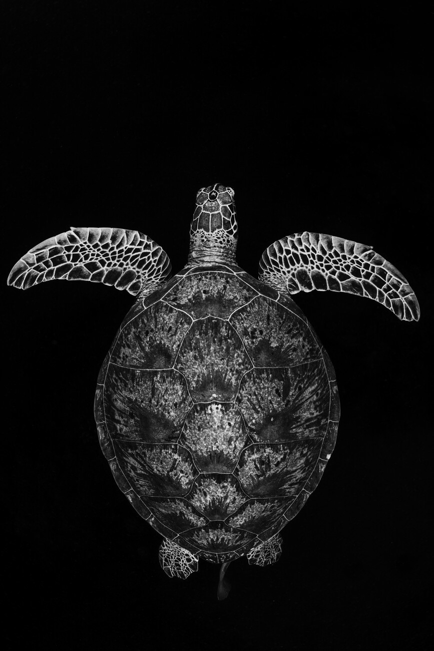 Barathieu Gabriel Umělecká fotografie Green turtle on black and white, Barathieu Gabriel, (26.7 x 40 cm)