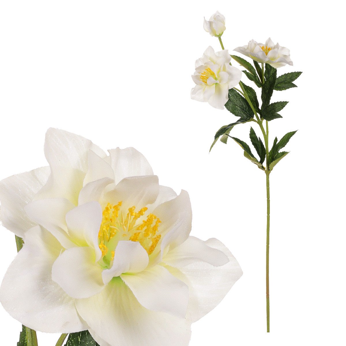 Čemeřice, barva krémová UKK369 CRM