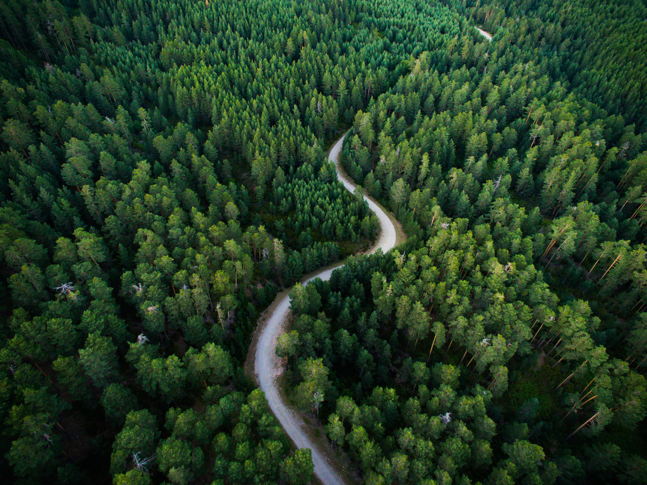 Javier Pardina Umělecká fotografie Aerial road crossing the forest, Javier Pardina, (40 x 30 cm)