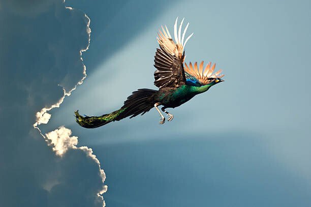 charti1 Umělecká fotografie peacock flying on blue sky, charti1, (40 x 26.7 cm)