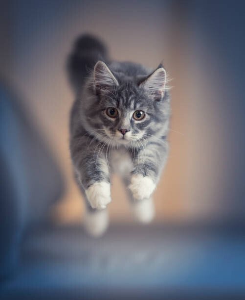 Nils Jacobi Umělecká fotografie jumping kitten, Nils Jacobi, (35 x 40 cm)