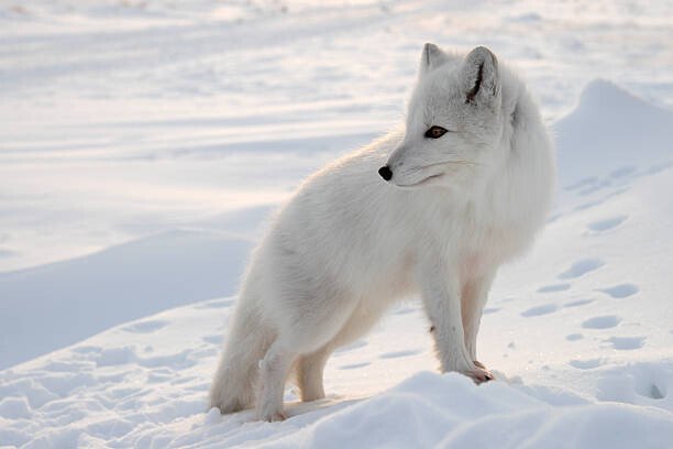 DmitryND Umělecká fotografie Polar fox., DmitryND, (40 x 26.7 cm)
