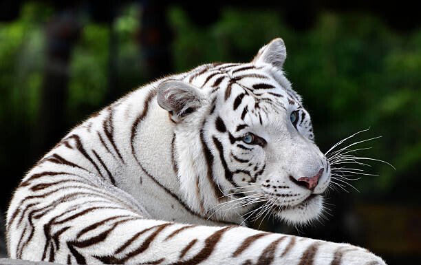 EMPPhotography Umělecká fotografie Portrait Beautiful White Bengal Tiger, EMPPhotography, (40 x 24.6 cm)