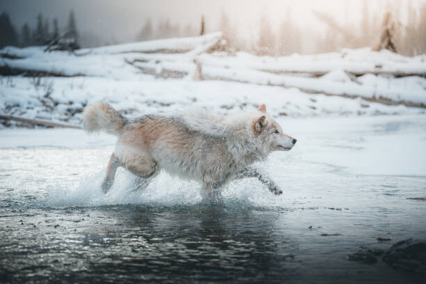martinagebarovska Umělecká fotografie Grey wolf running in the frozen, martinagebarovska, (40 x 26.7 cm)