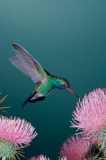 David A. Northcott Umělecká fotografie Broad-Billed Hummingbird Feeding from Thistle, David A. Northcott, (26.7 x 40 cm)