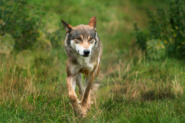 winyuu Umělecká fotografie close up of a running wolf, winyuu, (40 x 26.7 cm)
