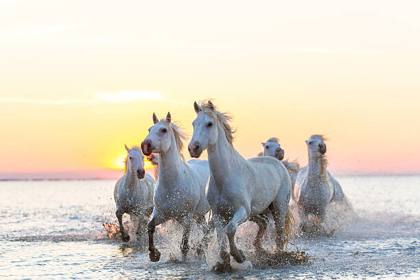 Peter Adams Umělecká fotografie Camargue white horses running in water at sunset, Peter Adams, (40 x 26.7 cm)