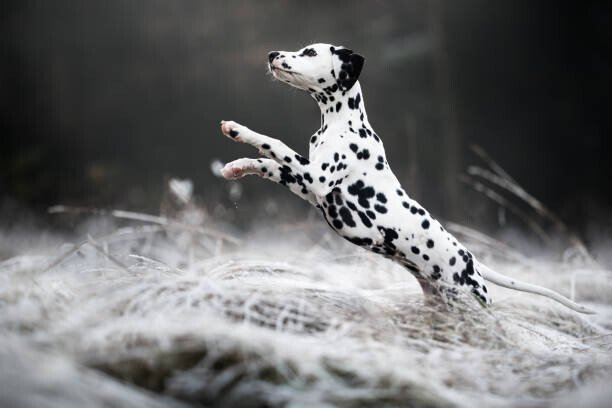 IzaLysonArts / 500px Umělecká fotografie Close-up of dalmatian dog running on field,Poland, IzaLysonArts / 500px, (40 x 26.7 cm)