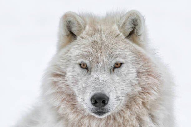 Daniel Parent Umělecká fotografie Portrait of arctic wolf, Daniel Parent, (40 x 26.7 cm)
