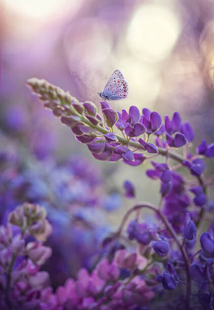 Dana Sh / 500px Umělecká fotografie Close-up of butterfly on purple flowers,Russia, Dana Sh / 500px, (26.7 x 40 cm)