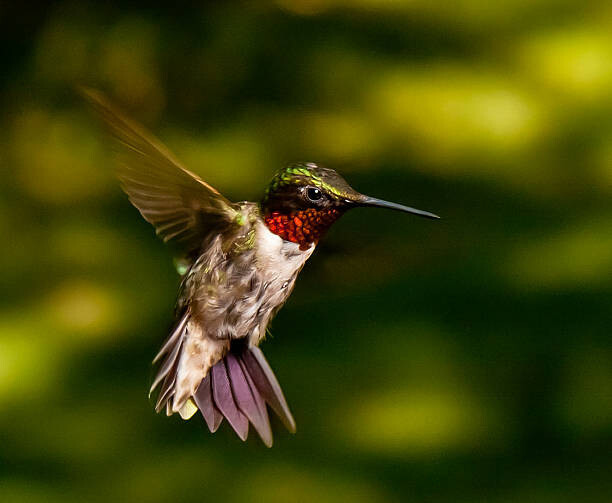 Adam Jeffery Photography Umělecká fotografie Red Throated Hummingbird, Adam Jeffery Photography, (40 x 35 cm)