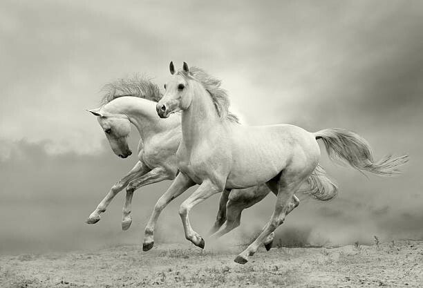 mari_art Umělecká fotografie white horses run, mari_art, (40 x 26.7 cm)