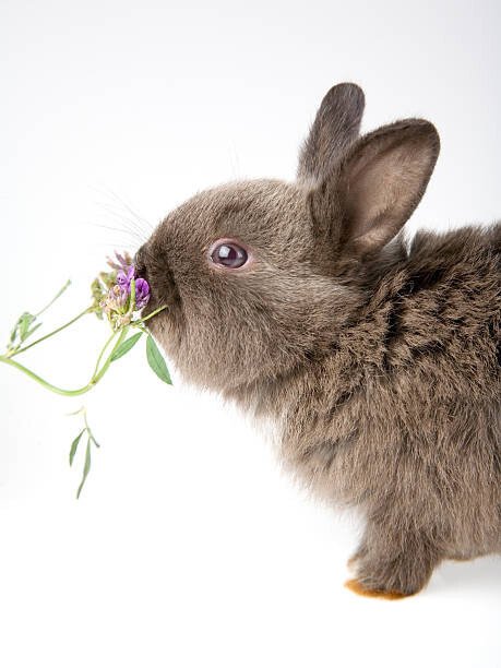 frenc Umělecká fotografie bunny smelling a flower, frenc, (30 x 40 cm)