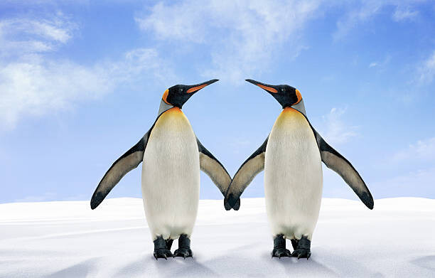 Digital Zoo Umělecká fotografie Two King Penguins Stand Side by, Digital Zoo, (40 x 24.6 cm)